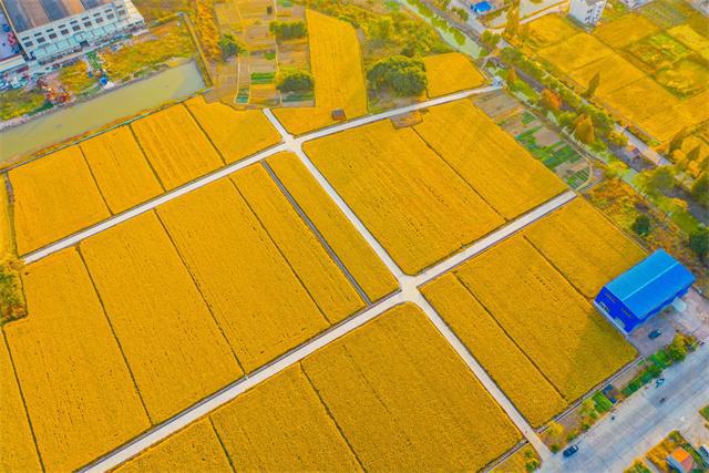 【大國糧策】常州天寧:千方百計穩(wěn)定糧食生產(chǎn),發(fā)力重要農(nóng)產(chǎn)品穩(wěn)產(chǎn)保供