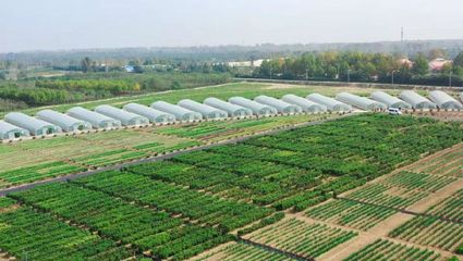 2021第三屆鄭州種業(yè)博覽會(huì)暨第六屆中原國際種業(yè)科技展覽會(huì)將啟