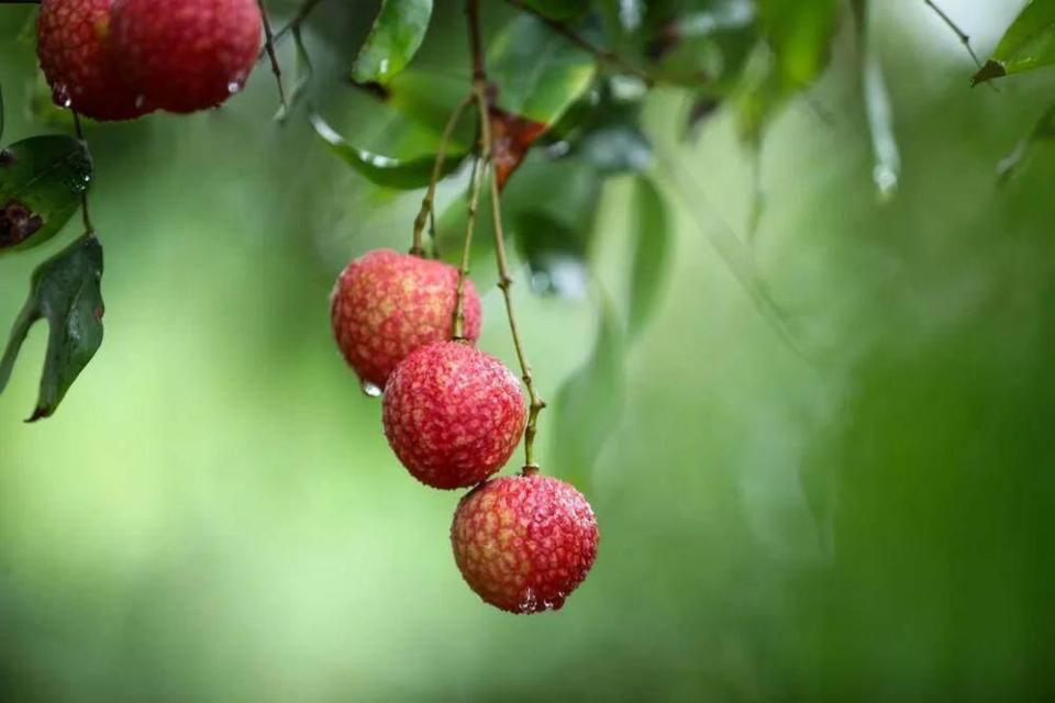 廣州增城:9個實(shí)踐點(diǎn)入選&ldquo;粵字號&rdquo;農(nóng)業(yè)品牌目錄