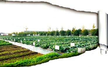 濟(jì)南全力打造&ldquo;北方種業(yè)之都&rdquo;城市名片