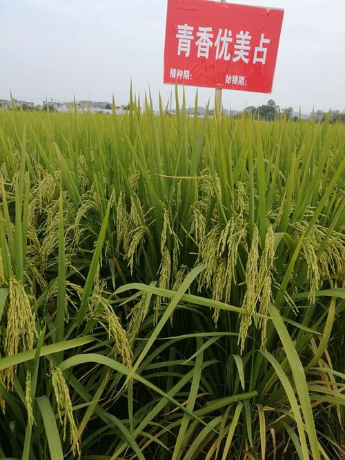 葉元林 唯有技術(shù)創(chuàng)新,才是中國(guó)種業(yè)發(fā)展的根本丨新年問大咖