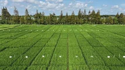 光明農(nóng)發(fā)集團聚焦種業(yè)創(chuàng)新,打造長三角未來種業(yè)發(fā)展策源地