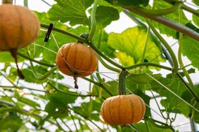 種業(yè)博覽會(huì)看上的瓜果蔬菜 走,隔壁地里有現(xiàn)貨