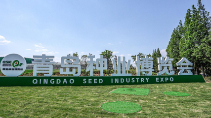 青島種業(yè)博覽會(huì)室外展區(qū)揭秘 國內(nèi)外名優(yōu)品種驚艷亮相